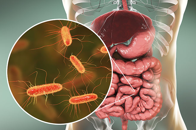 Intestinal microbiome, 3D illustration showing anatomy of human digestive system and enteric bacteria Escherichia coli, E. coli, colonizing jejunum, ileum, other parts of intestine. Gut normal flora