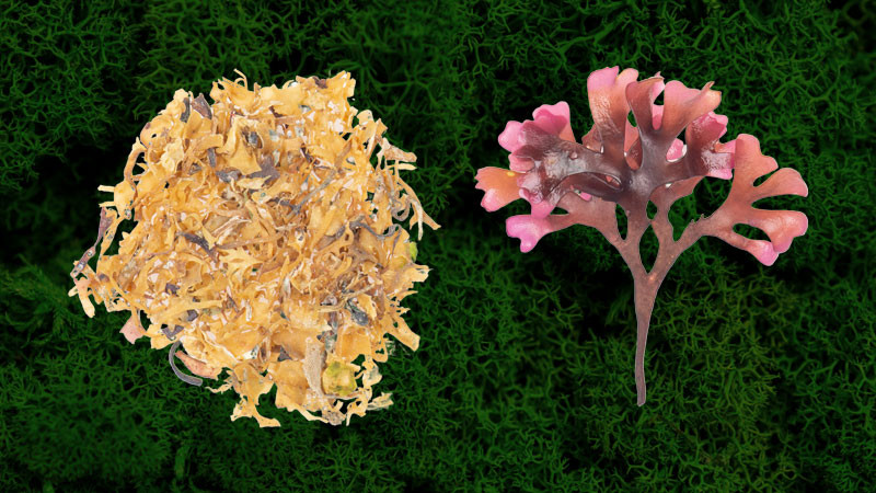 ☘️ Irish Sea Moss: What Is It And What Are The Health Benefits?