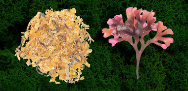 ☘️ Irish Sea Moss: What Is It And What Are The Health Benefits?