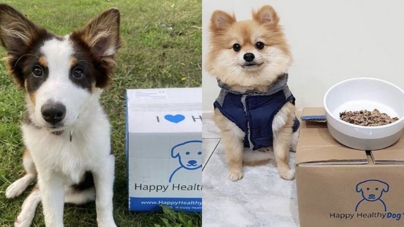 Happy Healthy Dog