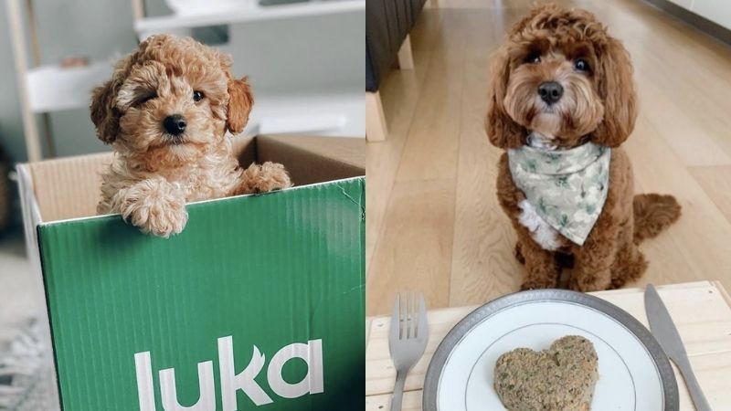 Lyka Pet Food