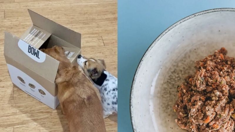 Mad Paws Dinner Bowl
