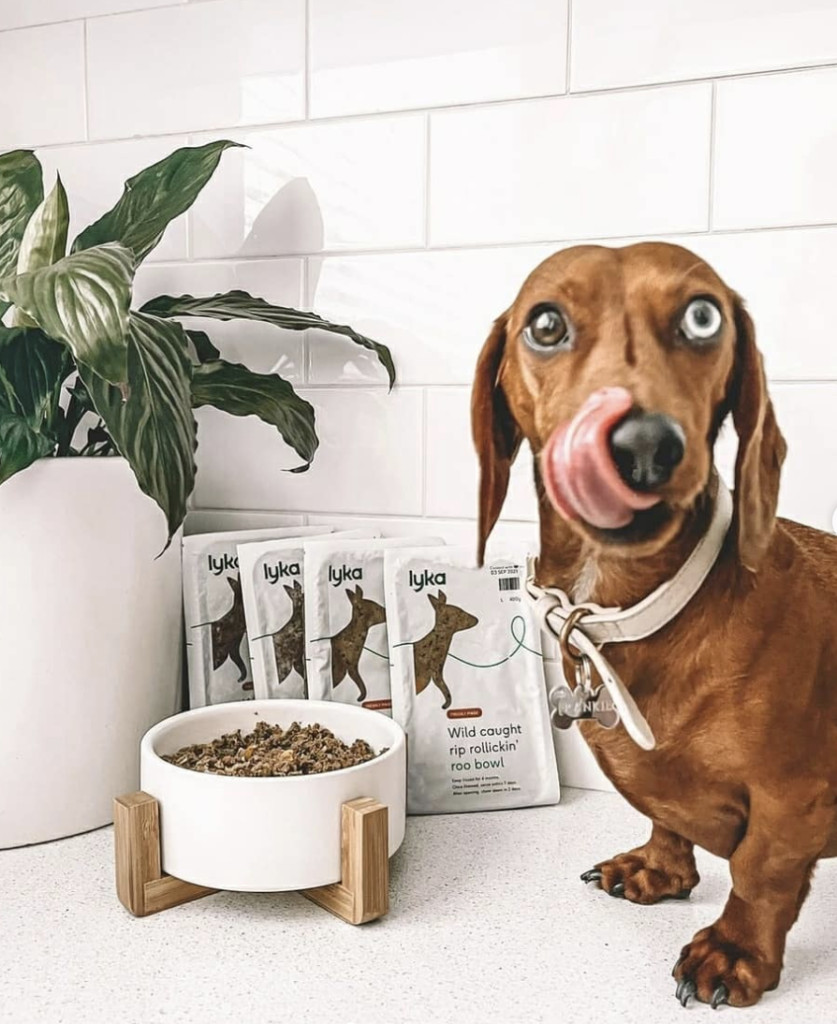 best dog food delivery 2020