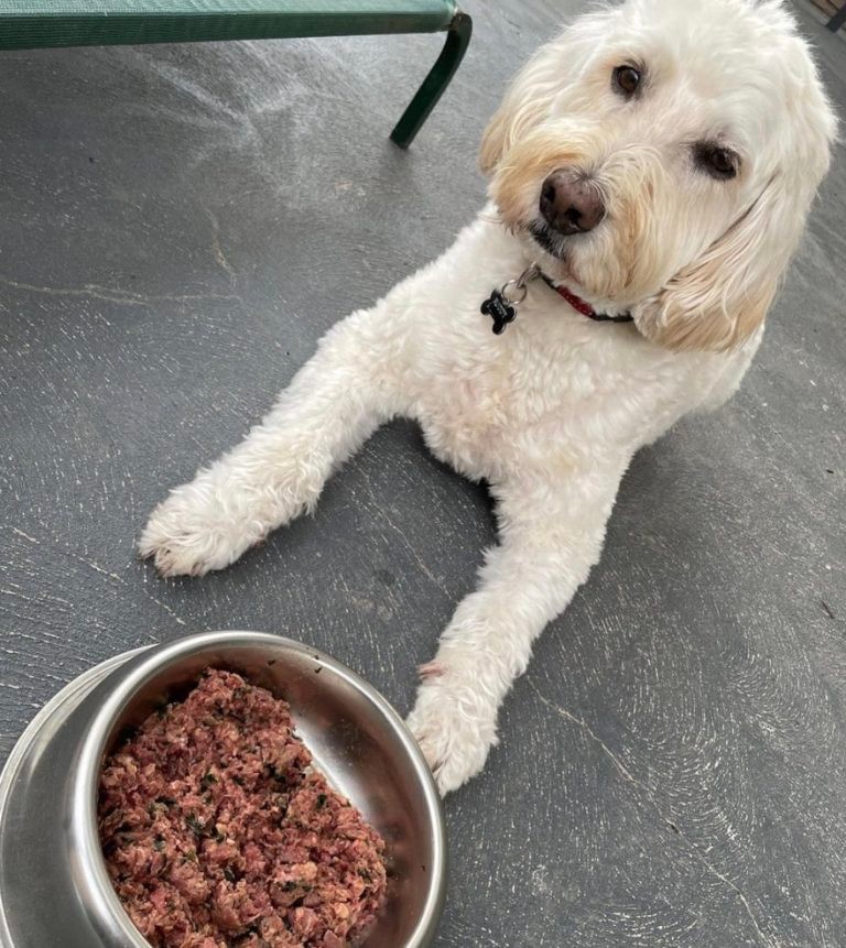 6 Best Dog Food Subscription Services in Australia (2023) MealPrep