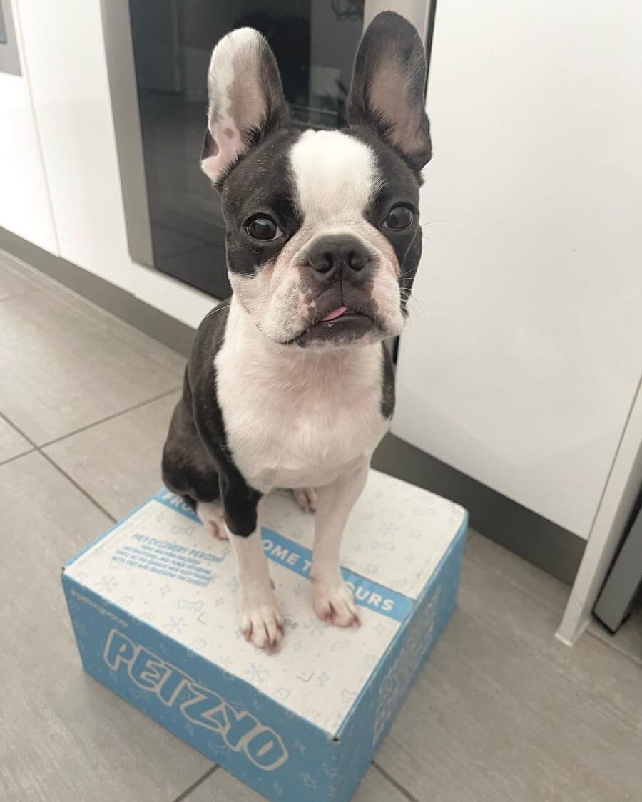 6 Best Dog Food Subscription Services in Australia (2023) MealPrep